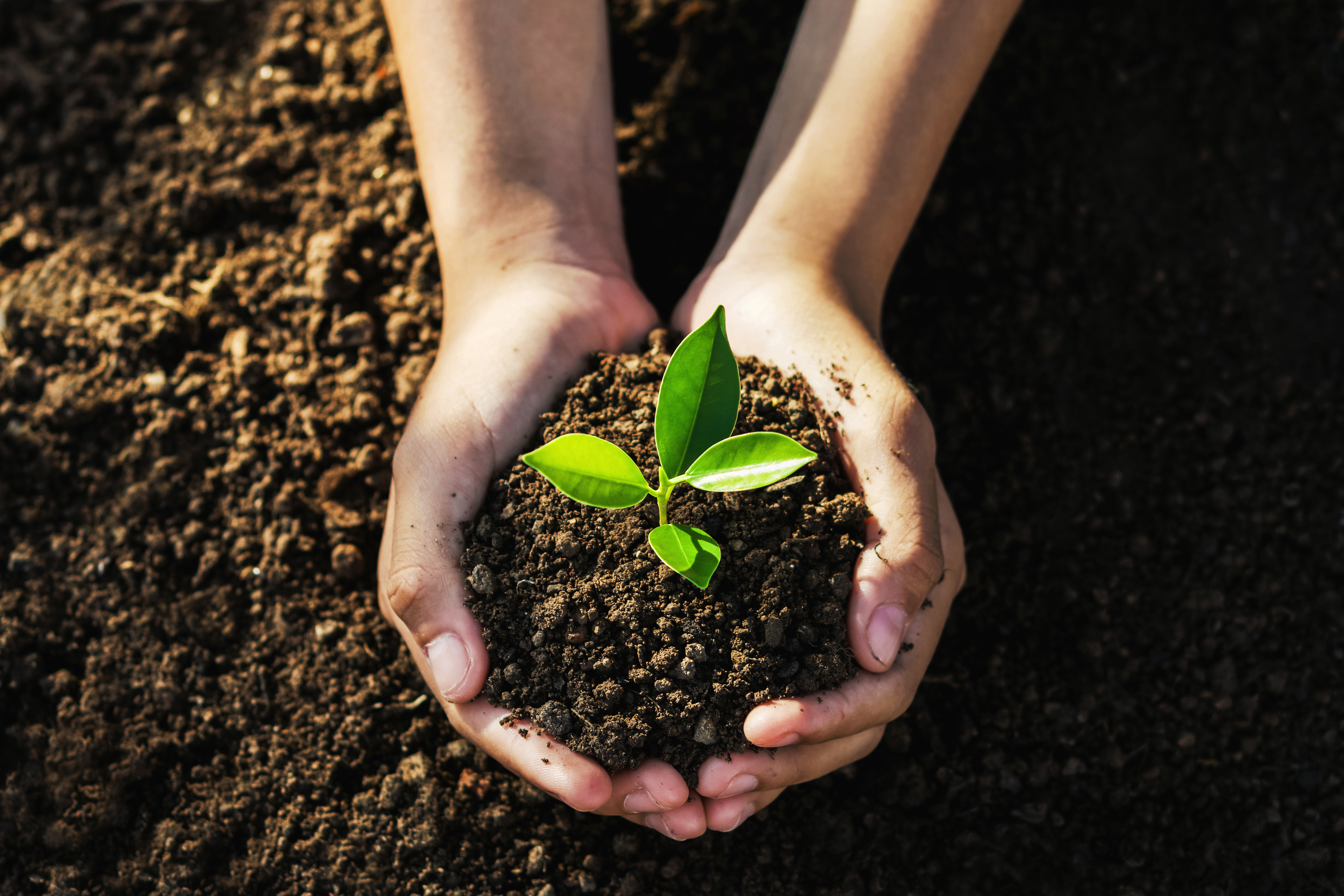 two hands holding dirt with plant growing out of it