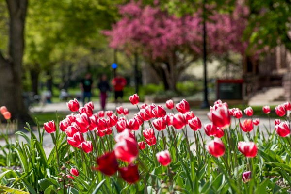 dark pink tulips in bloom on The Oval