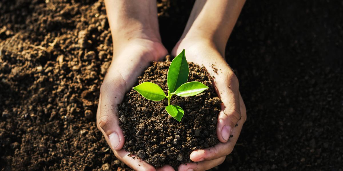 two hands holding dirt with plant growing out of it